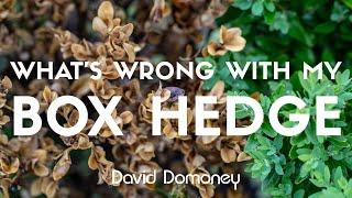 What is wrong with my Box Hedge? David Domoney explains.