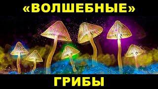 "Волшебные грибы - психотропные вещества и заблуждения" - Ведич, школа медитации «Исток»