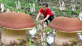 How to Harvest Giant Straw Mushrooms to Sell at the Market  Cooking  | Daily Life