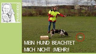 Hundetraining ️ Mein Hund beachtet mich nicht mehr! ️ Praxisvideo ️