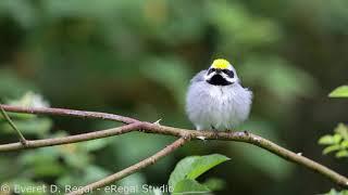 Golden-winged Warbler