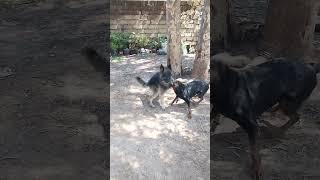 Gurman sharphard fight during mating! breeding male dog died on the spot shocked everyone see to end