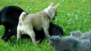 Brave Chihuahua protects Kittens!