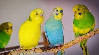 Magical Budgie Melodies to Lift Your Bird's Spirits
