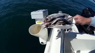 TRITASARDE PASTURATORE - Chum Grinder Machine - broyeur de sardines- Feeder