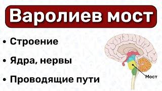 Варолиев мост анатомия: строение варолиева моста, анатомия мозга