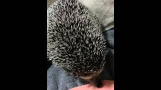 Spike the Hedgehog