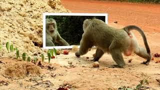 Funny Monkey Prank Mirror