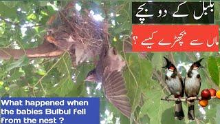 Bulbul Family |Bulbul babies |Birds |Nest|Gujranwala Punjab |Sajjad Gallery