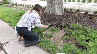 Reseeding Patchy Grass 