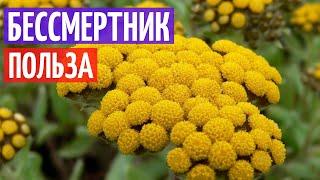 Бессмертник песчаный - польза и описание I Herbals-ua.com