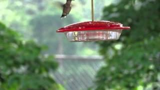 humming bird flutter at the feeder.M4V