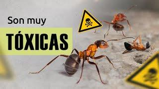 Esto es peligroso ️ | Hormigas Camponotus nicobarensis