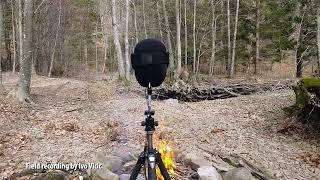 Camp fire, binaural audio recording in woods