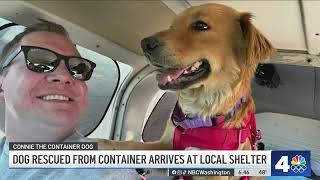 Dog rescued from container arrives at local shelter | NBC4 Washington