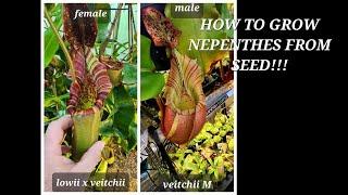 Everything you need to know to start growing nepenthes from seed!!!!