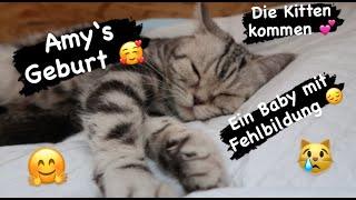 Amy´s Kitten kommen | Katzengeburt BKH | Ein Kitten mit Fehlbildung || Uschi Time