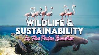 Wildlife and Sustainability in The Palm Beaches PBTV NOW Episode