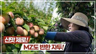 신맛 제로! MZ세대가 열광하는 단맛 폭발, 젤리처럼 쫀득한 신맛 없는 젤리하트 자두의 매력