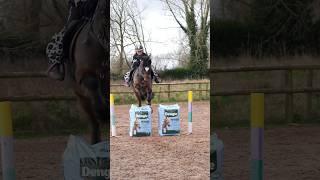 Jumping the feed bags #horse #horsefan #equestrian #showjumping #horselover #horseriding #pony