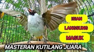 Kutilang gacor full isian mewah 100% Ampuh untuk pancingan & Masteran kutilang paling mudah ditiru.