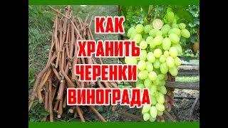 Выращивание винограда / Как сохранить черенки винограда до весны