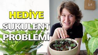 Hediye Sukulent Aranjmanı Neden Ölüyor? Bu Hatayı Yapmayın!