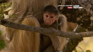 Африканские охотники / Africa's Hunters : Связанные кровью 3 серия 4K