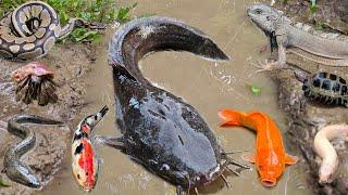 catching jumbo catfish in the hole there are gourami, ornamental fish, koi fish, snakehead fish