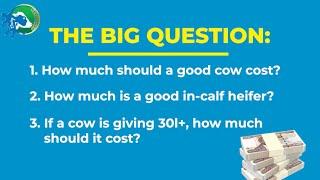 What is the cost of a good Dairy Cow? How do you price cows for sale?