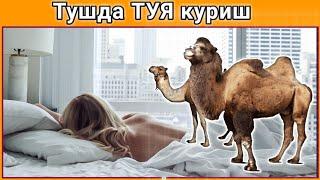 Тушда ТУЯ куриш туш таьбири || Tushda TUYA ko'rish tush tabiri