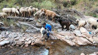 The sheep herding lifestyle of the village people