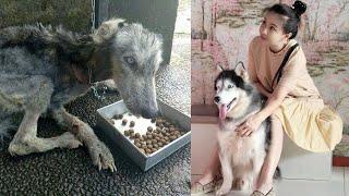 The Miraculous Transformation of a Skinny Dog Whose Owner Neglected & Never Careed When He Was Sick