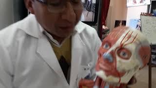 Músculos de la Mimica facial (cara) - cuello Dr. Carlos Mamani L.