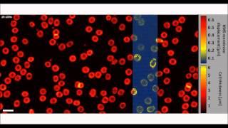 Fast phase processing in off-axis holography using multiplexing with complex encoding...