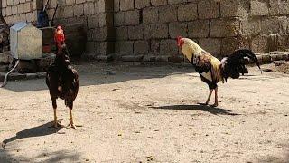 Shamo Vs Desi Chicken | Rooster Funny Moments