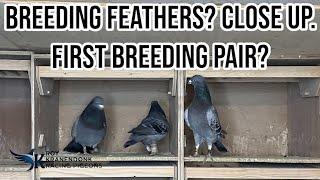 Breeding Feathers usefull? | Close up feathers | First breeding pair? | Racing pigeons! |