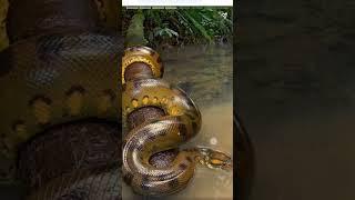 Longest snake in the world/ Snake status/ Indian python/ Python status hd #snakevideo #indianpython