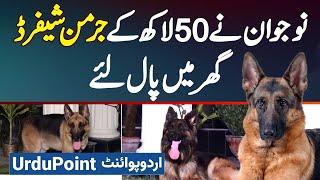 Pakistani Ne Ghar Me 50 Lakh Ke German Shepherd Dog Paal Liye, German Shepherd Dog Price In Pakistan