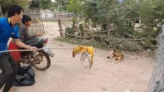 Wow!!! Fake Tiger Prank Dog 2021 So Funny Try To Stop Laugh Challenge   YouTube