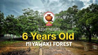 6 Years Old Miyawaki Forest  | ஆறாம் ஆண்டு | Tamil | MudPot Channel | 4K Dolby Vision