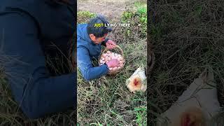 Harvesting Eggs in Nature? The Secret Behind It!