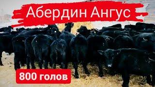 Абердин Ангус в продаже телки и нетели, продажа КРС в страны СНГ. Сельское хозяйство. Продажа ангус