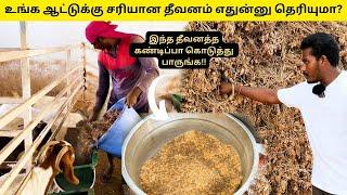 உங்க ஆட்டுக்கு சரியான தீவனம் எதுன்னு தெரியுமா? | Goat Feed management Tamil | Thalir
