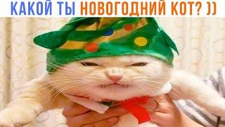 КАКОЙ ТЫ НОВОГОДНИЙ КОТ? ))) | Приколы с котами | Мемозг 1537