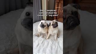 The one and ONLY guide when it comes to PUG YEARS  #pug #dog #shorts