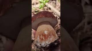 Funghi porcini /белые грибы /borowiki