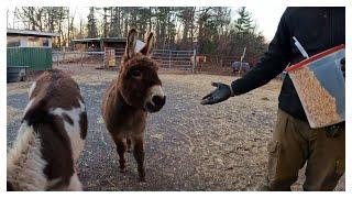 Quality Time With Our Donkeys