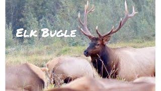 Bull Elk Bugle-Roosevelt Elk