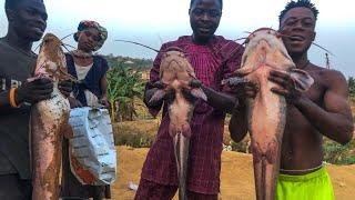 Big Catfish In A Big Pond - Giant Catfish At Mr. Patrick Fish Pond - Catfish Farming In Nigeria